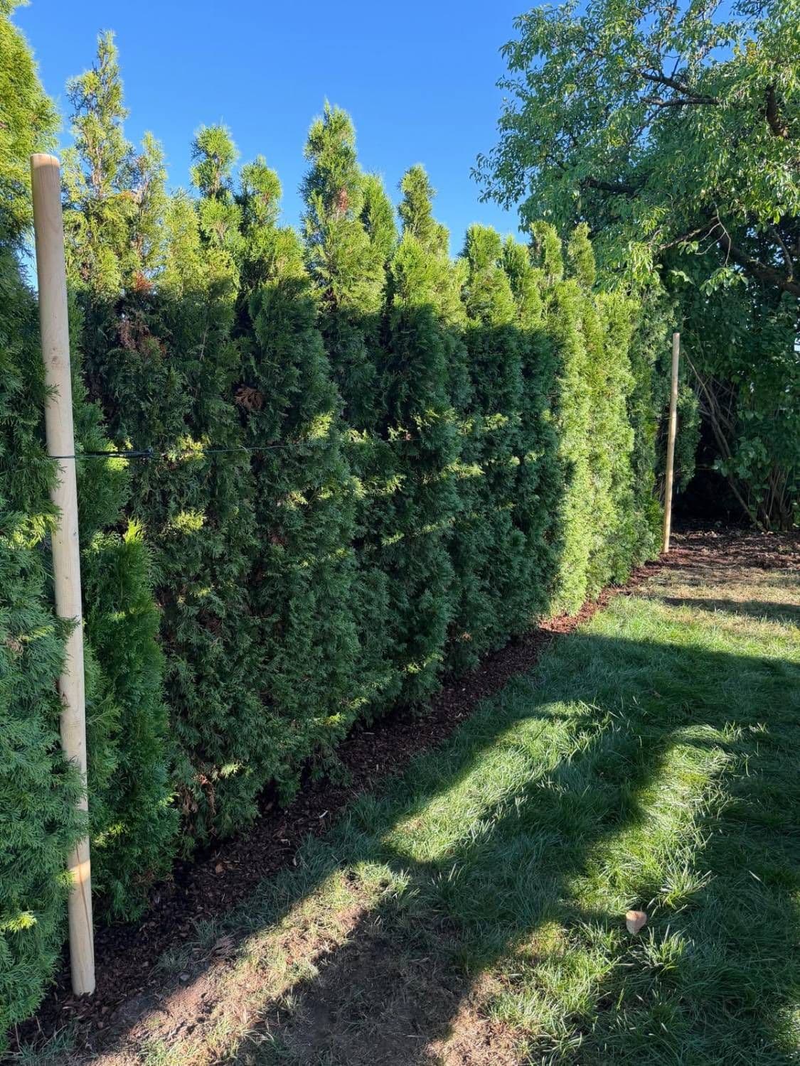 Dichte Thuja-Hecke nach dem Pflanzentausch — Bepflanzung von ZWEIGEWERK Reiter
