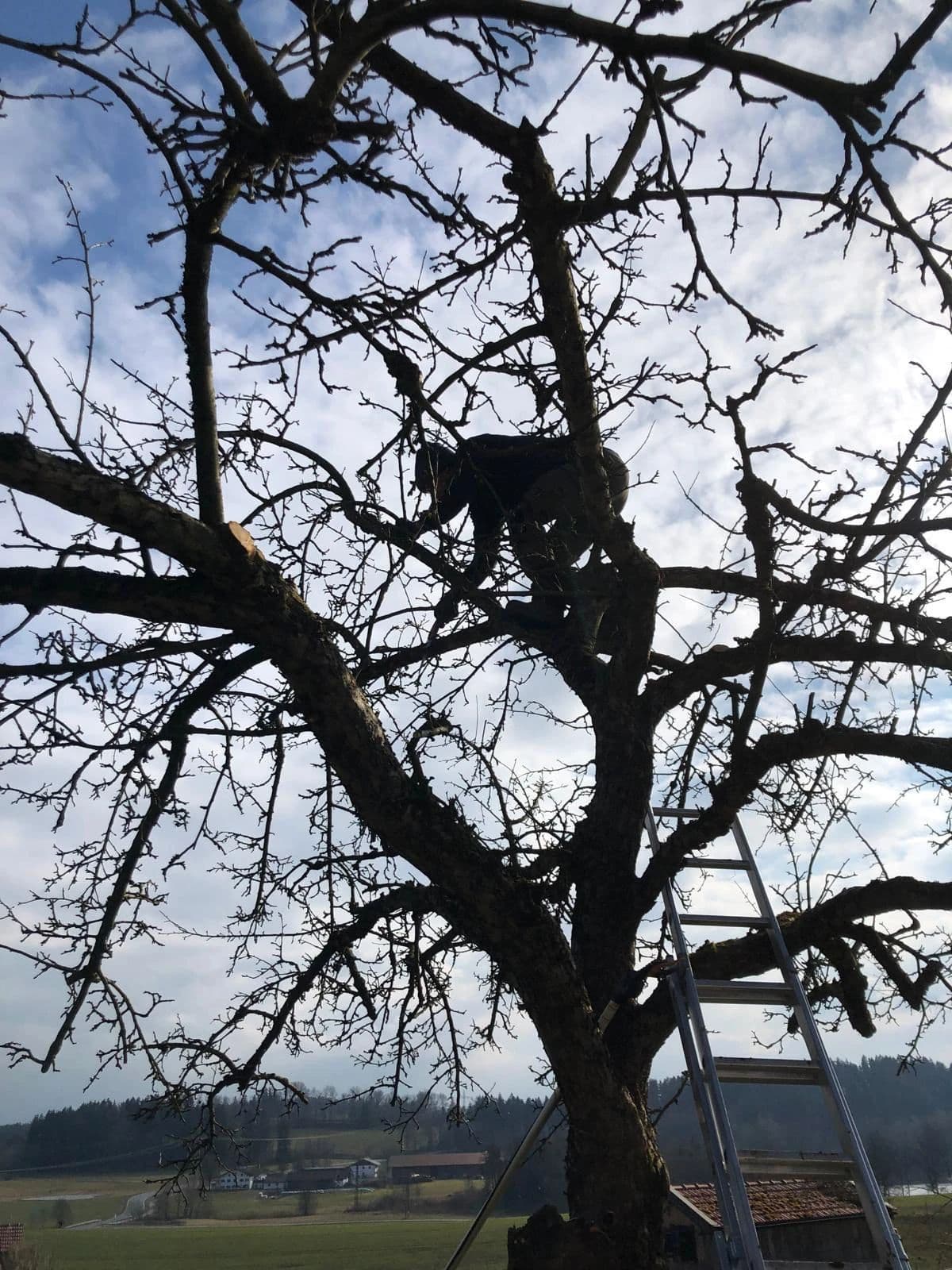 Baumpflege in der Krone: Rückschnitt eines Obstbaums — ZWEIGEWERK Reiter bei der Arbeit